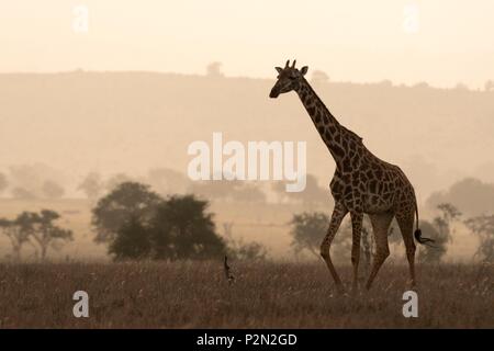 Kenya, Tsavo East national park, A Maasai giraffe ( Giraffa camelopardalis tippelskirchi), walking in the early morning mist Stock Photo