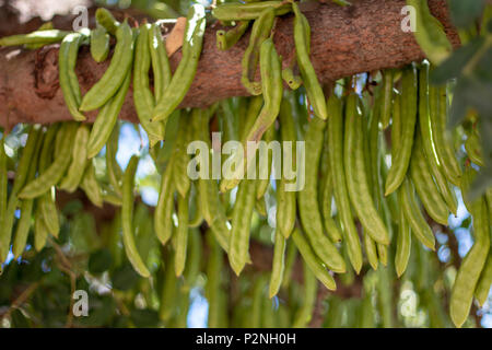 Close up view of a bunch of carob fruits hanging from the tree. Stock Photo