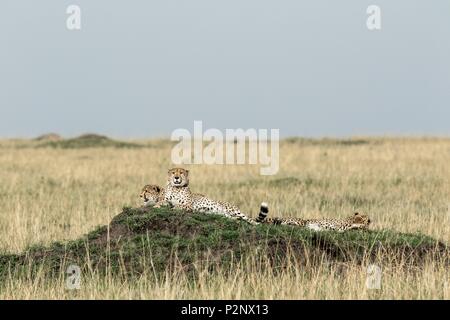 Kenya, Masai-Mara Game Reserve, Cheetah (Acinonyx jubatus), gang of 5 males Stock Photo