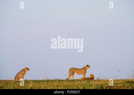 Kenya, Masai-Mara Game Reserve, Cheetah (Acinonyx jubatus), three males from the gang of 5 Stock Photo