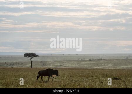 Kenya, Masai-Mara Game Reserve, wildebeest (Connochaetes taurinus), alone Stock Photo