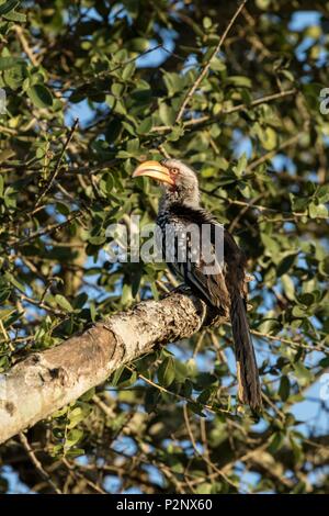 South Africa, Sabi Sand private game reserve, yellow-billed hornbill (Tockus flavirostris) Stock Photo