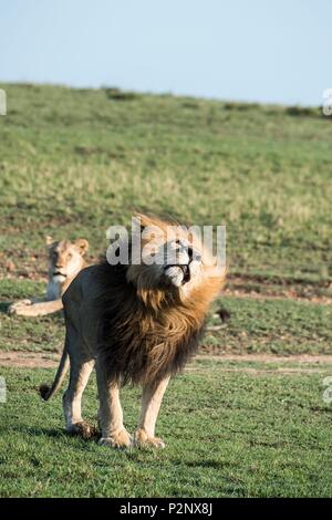 Kenya, Masai-Mara Game Reserve, lion (Panthera leo), male shaking his head