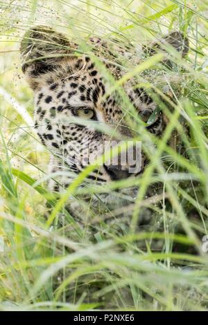 South Africa, Sabi Sand private game reserve, leopard (Panthera pardus), hiden in the grass Stock Photo