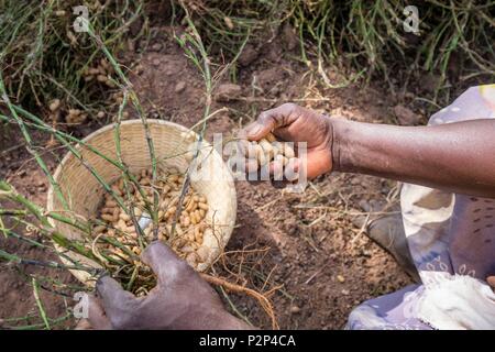 Burkina Faso, Cascades region, Tengrela, harvesting peanuts (Arachis hypogaea) or groundnuts Stock Photo