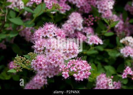 Macro view of fresh new rosy pink buds and blossoms emerging from a compact spirea (spiraea) shrub Stock Photo