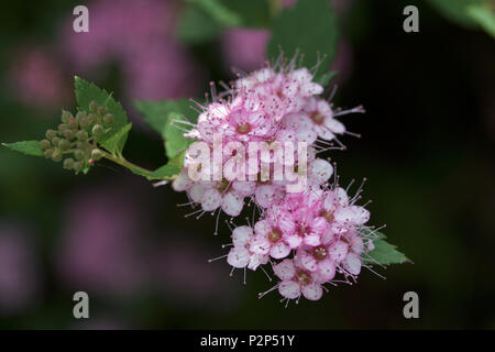 Macro view of fresh new rosy pink buds and blossoms emerging from a compact spirea (spiraea) shrub Stock Photo