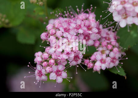 Macro view of fresh new rosy pink buds and blossoms emerging from a compact spirea (spiraea) shrub Stock Photo