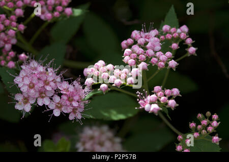 Macro view of fresh new rosy pink buds and blossoms emerging from a compact spirea (spiraea) shrub Stock Photo