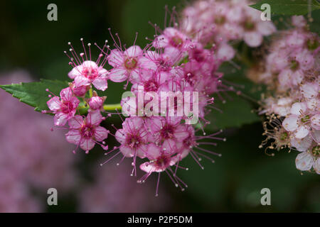 Macro view of fresh new rosy pink buds and blossoms emerging from a compact spirea (spiraea) shrub Stock Photo