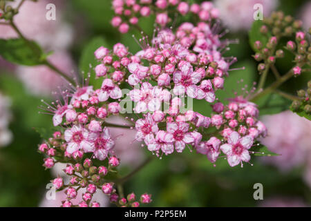 Macro view of fresh new rosy pink buds and blossoms emerging from a compact spirea (spiraea) shrub Stock Photo
