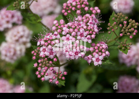 Macro view of fresh new rosy pink buds and blossoms emerging from a compact spirea (spiraea) shrub Stock Photo