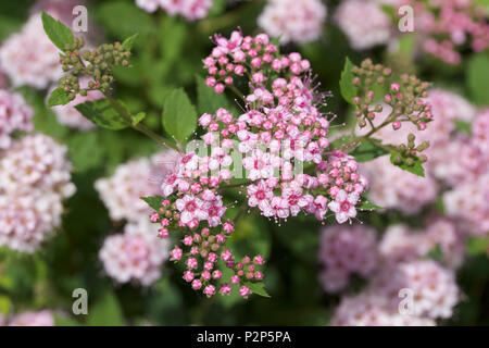 Macro view of fresh new rosy pink buds and blossoms emerging from a compact spirea (spiraea) shrub Stock Photo
