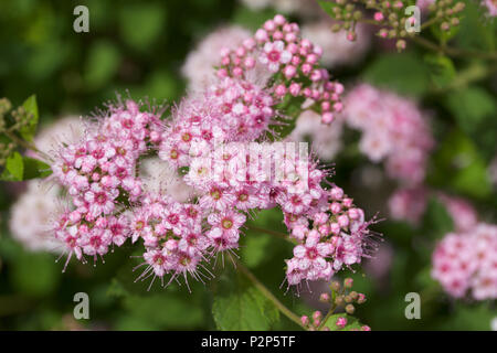 Macro view of fresh new rosy pink buds and blossoms emerging from a compact spirea (spiraea) shrub Stock Photo