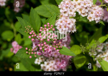 Macro view of fresh new rosy pink buds and blossoms emerging from a compact spirea (spiraea) shrub Stock Photo