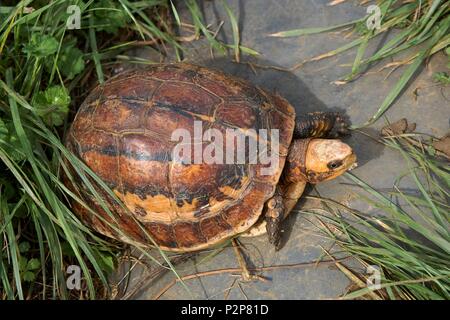 France, Ariege, La Bastide de Serou, Reptiles farm, Box turtle (Cuora sp) Stock Photo