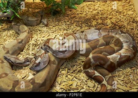 France, Ariege, La Bastide de Serou, Reptiles farm, Boidae, Mating of Boa constrictor from Colombia or Red tailed boa (Boa constrictor imperator), Annex II of CITES, Annex B of the EEC Stock Photo