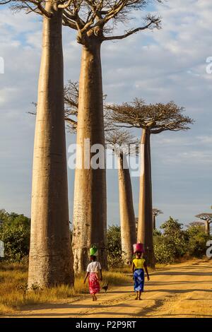 Madagascar, Menabe region, Morondava, alley of the baobabs, Grandidier's Baobabs (Adansonia grandidieri) Stock Photo