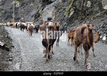 Azerbaijan, Ismailli region, young Bactrian camels (Camelus bactrianus) in transhumance on the road down Lahij (Lahic) Stock Photo