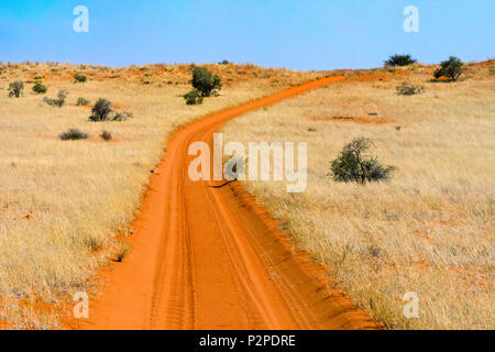 Red sand road in Kgalagadi Transfrontier Park, South Africa Stock Photo