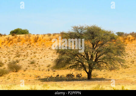 Springboks, Kgalagadi Transfrontier Park, South Africa Stock Photo