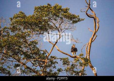 France, French Guiana, Kourou, Camp Canopee, Harpy Eagle (Harpia harpyja) in canopy at sunset, on the banks of the Kourou River Stock Photo