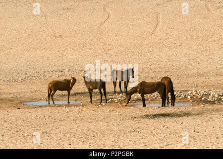 Wild horses on southern Namib Desert, Karas Region, Namibia Stock Photo