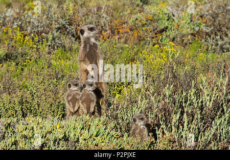 Meerkat family, Western Cape Province, South Africa Stock Photo