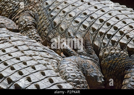 Crocodile, Western Cape Province, South Africa Stock Photo