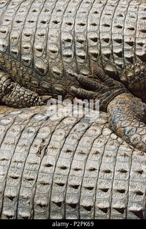 Crocodile, Western Cape Province, South Africa Stock Photo