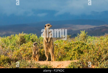 Meerkat family, Western Cape Province, South Africa Stock Photo