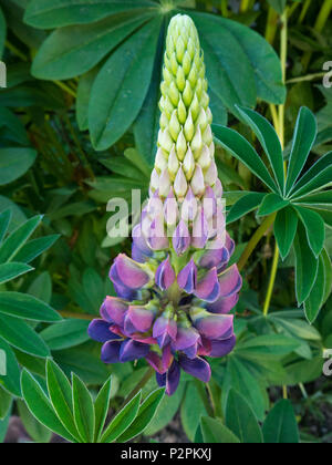 Closeup of single Lupin flower in English garden, Leicestershire, UK Stock Photo
