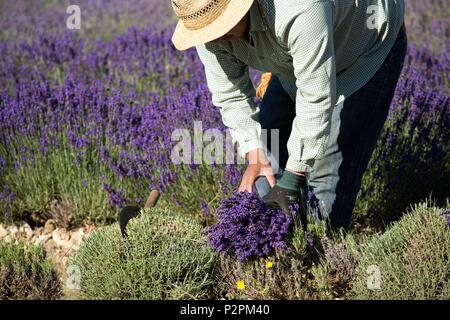 France, Vaucluse, harvest with the cut of real lavender in the vicinity of Sault Stock Photo