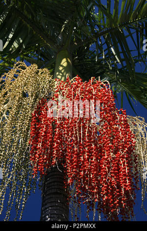 CLOSE-UP OF RIPENING FRUIT ON A DATE PALM TREE (PHOENIX DACTYLIFERA) SOUTH-WEST QUEENSLAND, AUSTRALIA. Stock Photo