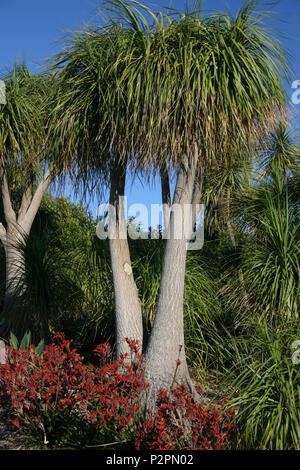 PONYTAIL PALMS ALSO KNOWN AS ELEPHANTS FOOT TREE OR BOTTLE PALMS (BEAUCARNEA RECURVATA) BRISBANE, QUEENSLAND, AUSTRALIA. Stock Photo