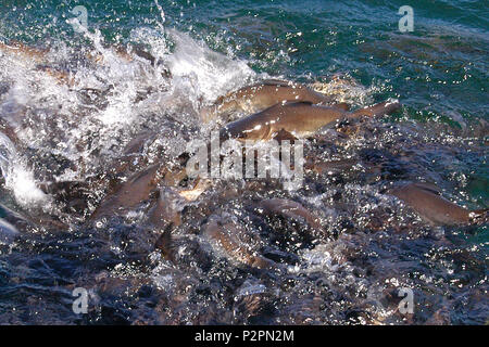 Cat fish feeding frenzy, Lake Argyle, a freshwater man made reservoir which is part of the Ord River Irrigation Scheme in Western Australia. Stock Photo