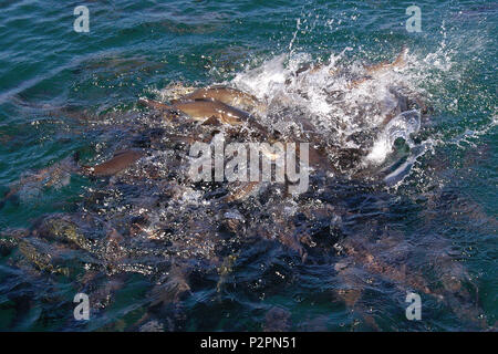 Cat fish feeding frenzy, Lake Argyle, a freshwater man made reservoir which is part of the Ord River Irrigation Scheme in Western Australia. Stock Photo