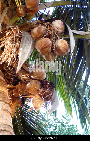 Coconuts ripening on coconut palm tree (Cocos nucifern). The coconut tree is a member of the palm family. Stock Photo
