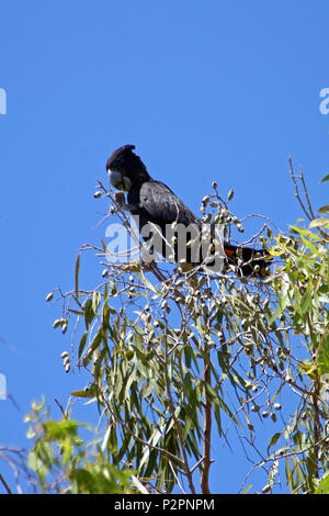 Red-tailed black cockatoo (Calyptorhynchus banksii) Western Australia Stock Photo