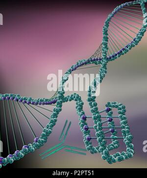 I-motif DNA Structure (bottom Right), Computer Illustration. The ...