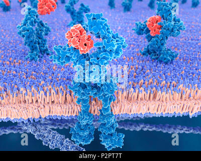 Interleukin 13 (red) binding to its receptor (blue), illustration. Interleukin 13 (IL-13) is a cytokine that plays a central regulator role in biochemical and physiological processes such as the synthesis of immunoglobulin E (IgE) and the hypersecretion of mucus. As a mediator of allergic inflammation it is implicated in the responses to several different diseases including asthma. The receptor is shown embedded in a cell membrane (blue and orange). Stock Photo