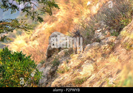 Juvenile Nilgiri Ibex or Thar - Nilgiritragus hylocrius - seen in the southern portion of the Western Ghats in the states of Tamil Nadu, India Stock Photo