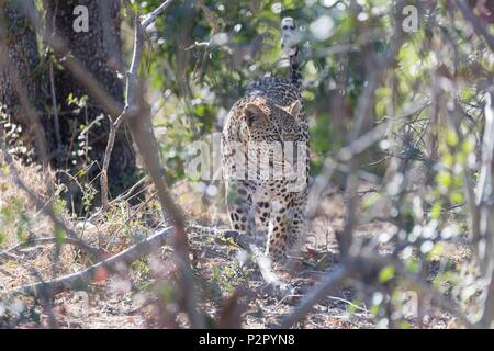 South Africa, Mala Mala game reserve, savannah, African Leopard (Panthera pardus pardus), walking in the savannah Stock Photo