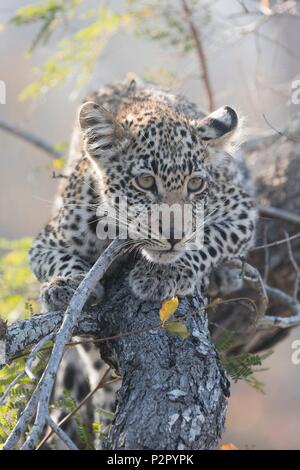 South Africa, Mala Mala game reserve, savannah, African Leopard (Panthera pardus pardus), young in a bush Stock Photo