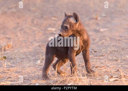 Africa, South African Republic, Mala Mala game reserve, Spotted hyena (Crocuta crocuta), young, Stock Photo