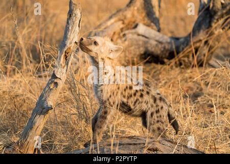 Africa, South African Republic, Mala Mala game reserve, Spotted hyena (Crocuta crocuta), young, Stock Photo