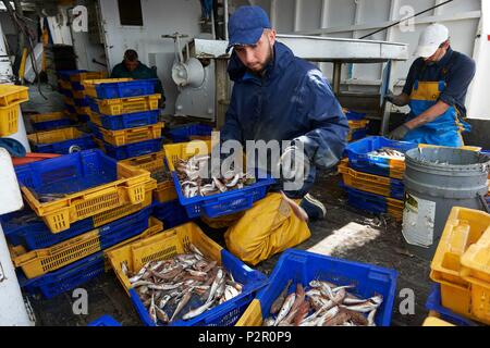 France, Herault, Grau d'Agde boat, the Mediterranee, Francis Disanto business, trawl fisheries off the coast between Agde and Port la Nouvelle Stock Photo