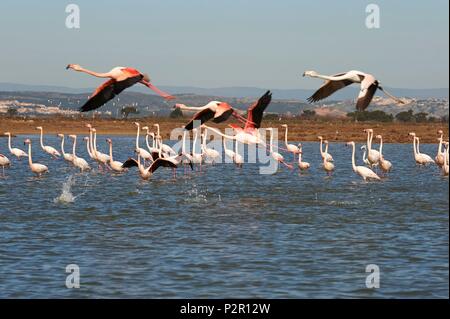 France, Aude, Gruissan, Flamingos at the pond of Campagnol Stock Photo