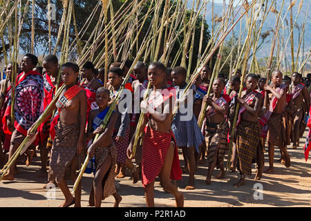 Swazi girls carrying reeds parade at Umhlanga (Reed Dance Festival ...