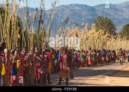 Swazi girls carrying reeds parade at Umhlanga (Reed Dance Festival ...